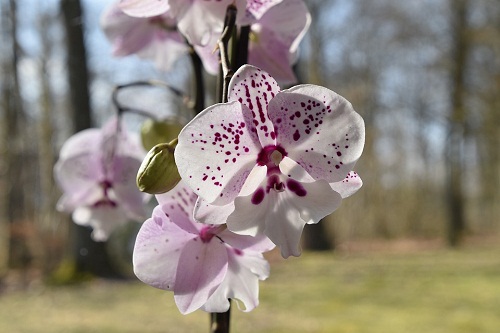 Dream Interpretation: why dream of flowering orchids?